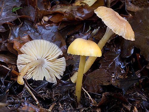 Hygrocybe laeta var. laeta